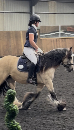 13.2hh Dun Traditional Cob Mare