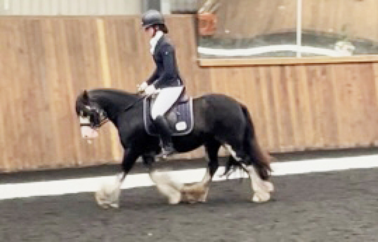 13.1hh Traditional Cob Mare