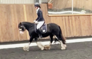13.1hh Traditional Cob Mare