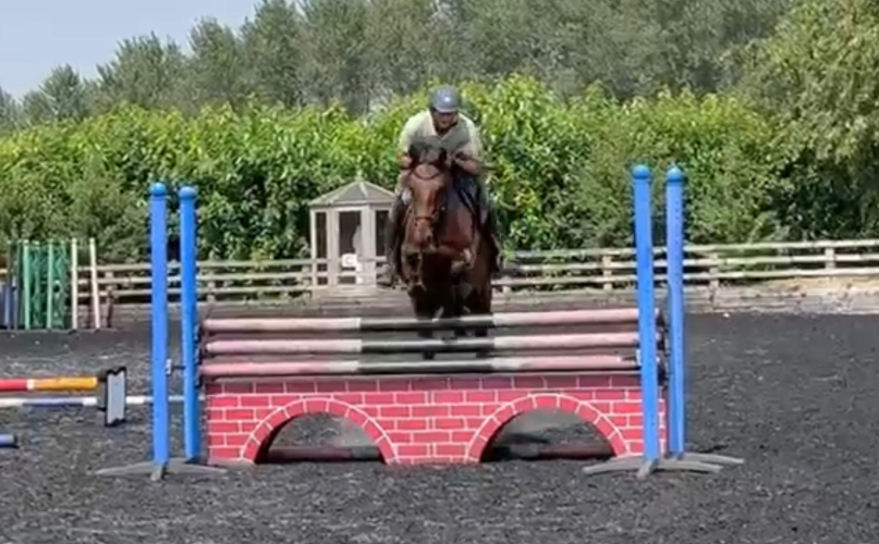 Top-Class FEI Eventing, Hunting & Show Jumping Prospect