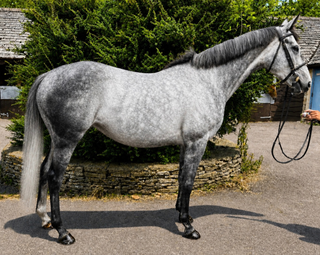 Fun Well Educated Mare
