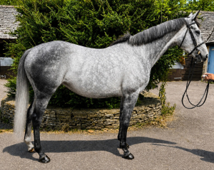 Fun Well Educated Mare