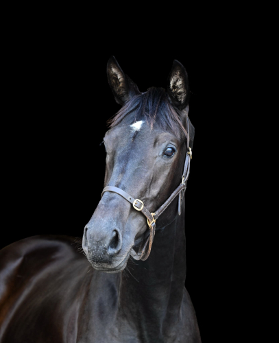 Beautiful Filly, one for the future
