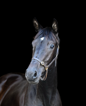 Beautiful Filly, one for the future 