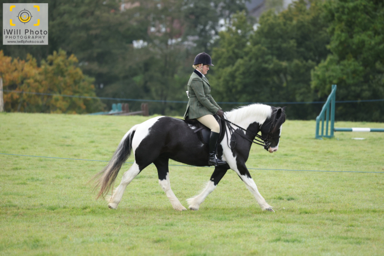 Coloured cob part bred