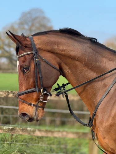 Stunning 17hh Bay TB Gelding - ROR eligible