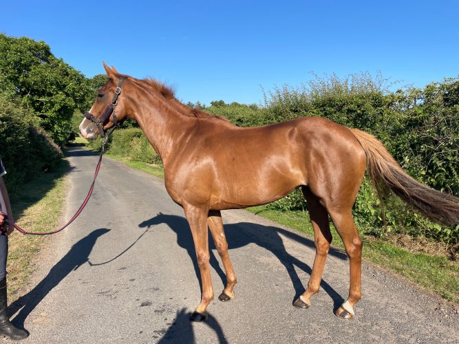 16hh 6yo mare