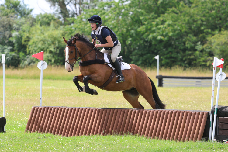 4yo 15hh Irish cob
