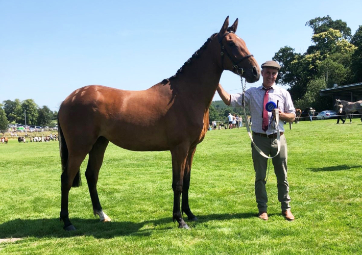2yr.old thoroughbred filly