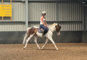 15hh Stunning Skewbald Mare