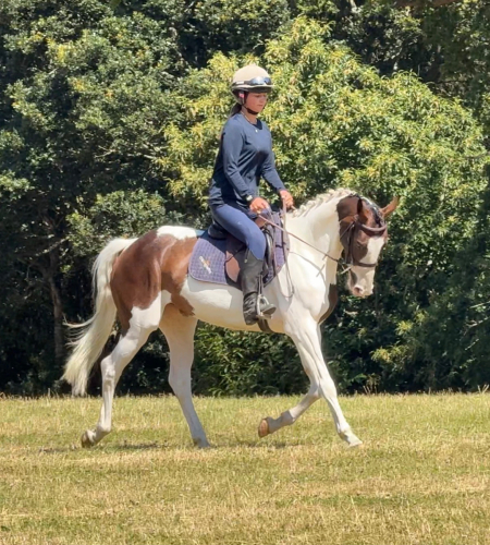 15hh Stunning Skewbald Mare