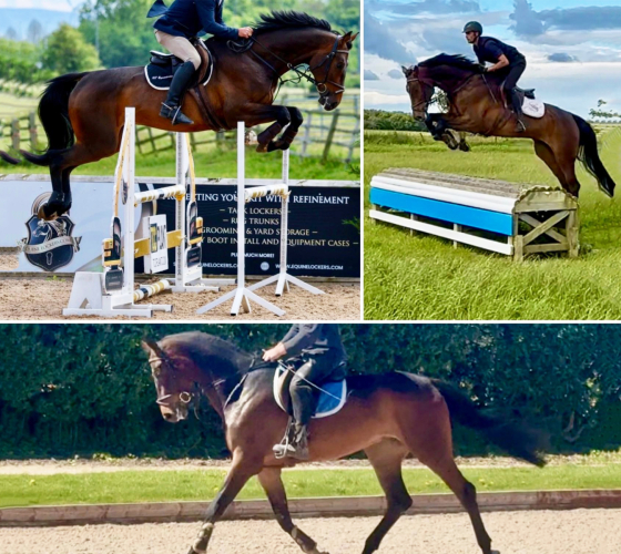 ** QUALITY YOUNG SPORT HORSE **