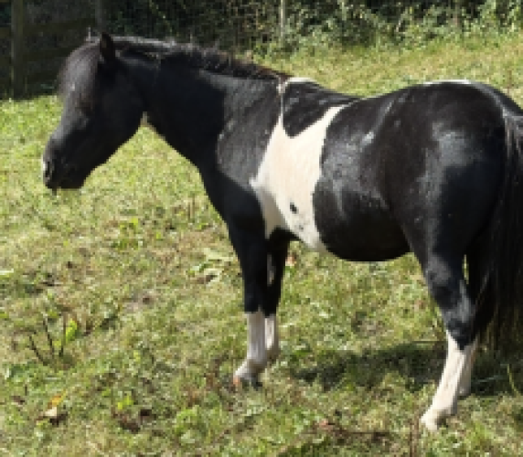 Coloured gelding