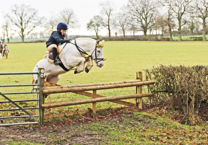 Superstar all rounder/ ponyclub/ hunting pony