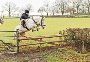 Superstar all rounder/ ponyclub/ hunting pony 