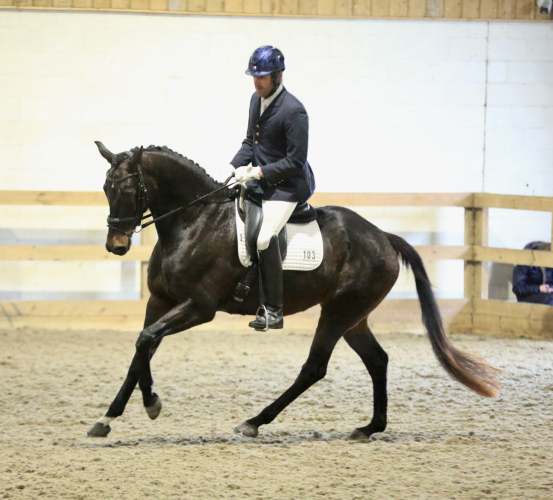 Stunning mare