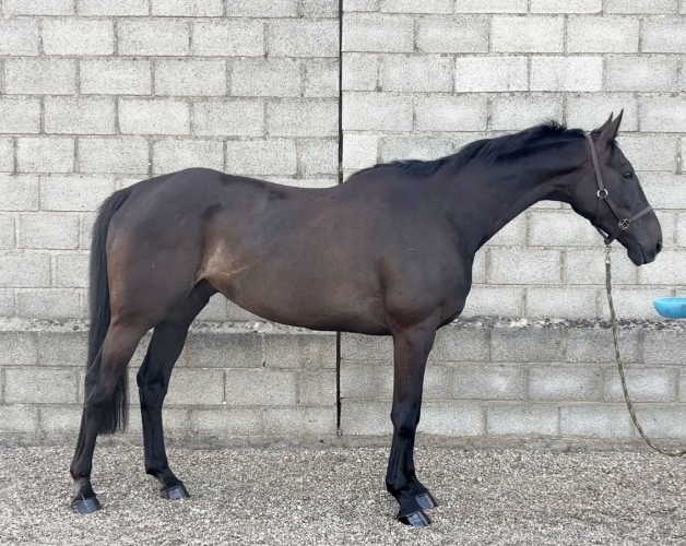 Trill 17h gelding
