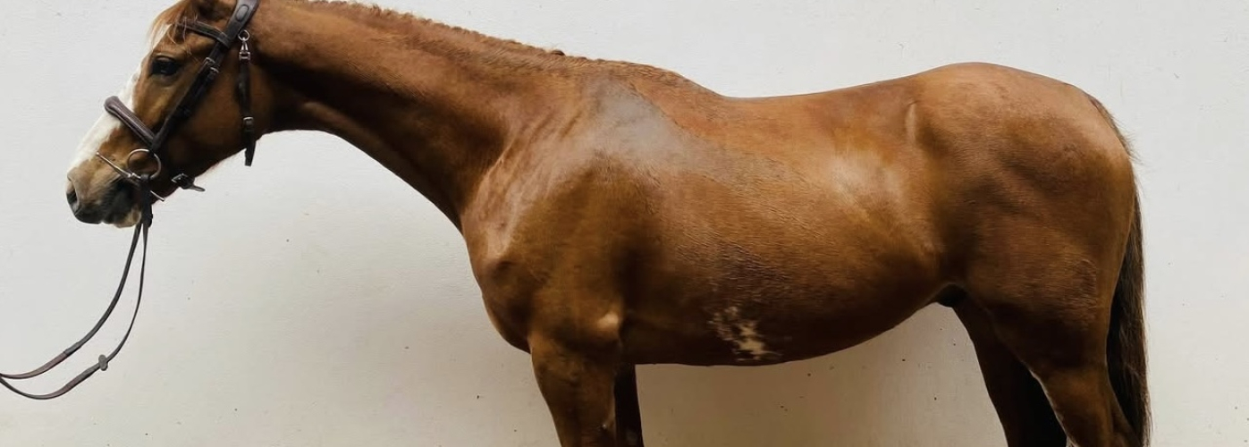 EYE CATCHING 14.3HH 5YR OLD BY FIGHT CLUB