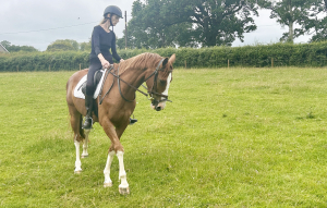 EYE CATCHING 14.3HH 5YR OLD BY FIGHT CLUB