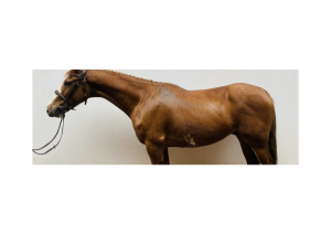 EYE CATCHING 14.3HH 5YR OLD BY FIGHT CLUB