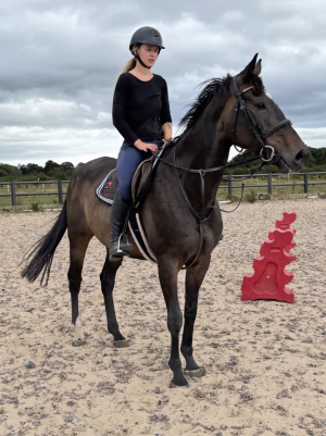 Champ gorgeous tb gelding  