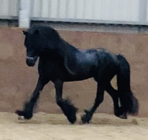 STUNNING REGISTERED FELL 