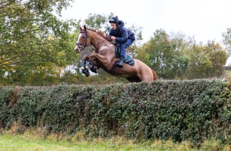 Stunning Gelding True Gentleman