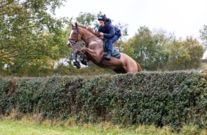 Stunning Gelding True Gentleman