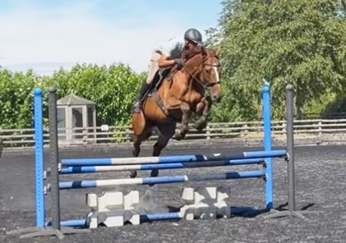 Quality 7-year-old, 15.2h Thoroughbred Gelding | ROR Eligible