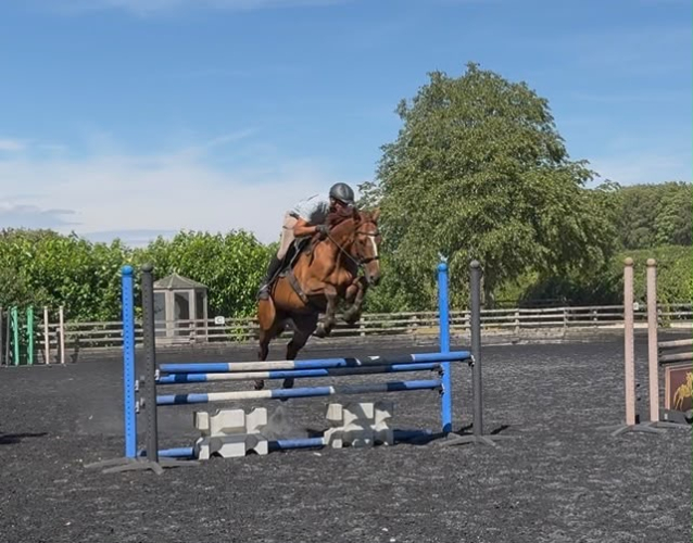 Quality 7-year-old, 15.2h Thoroughbred Gelding | ROR Eligible