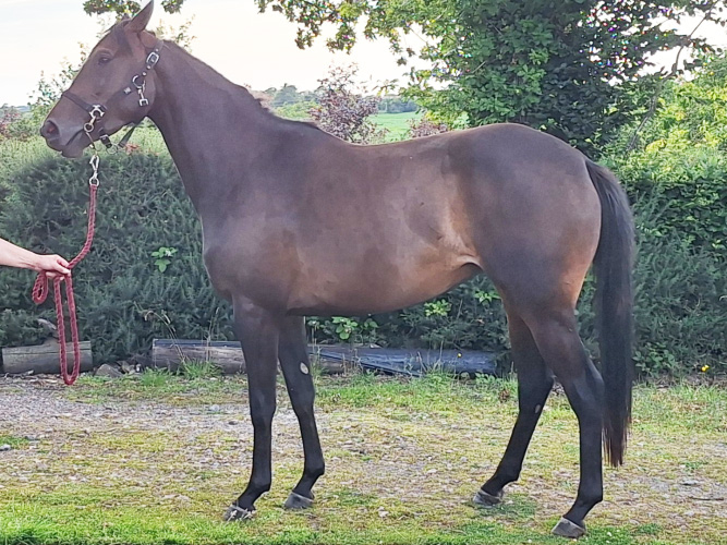 Smart 3yr old Bay Filly