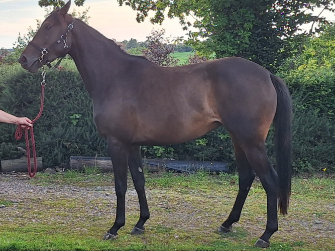 Smart 3yr old Bay Filly