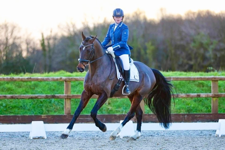 Talanted dressage schoolmaster