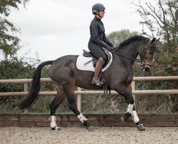 Talented event/Sj Connie mare
