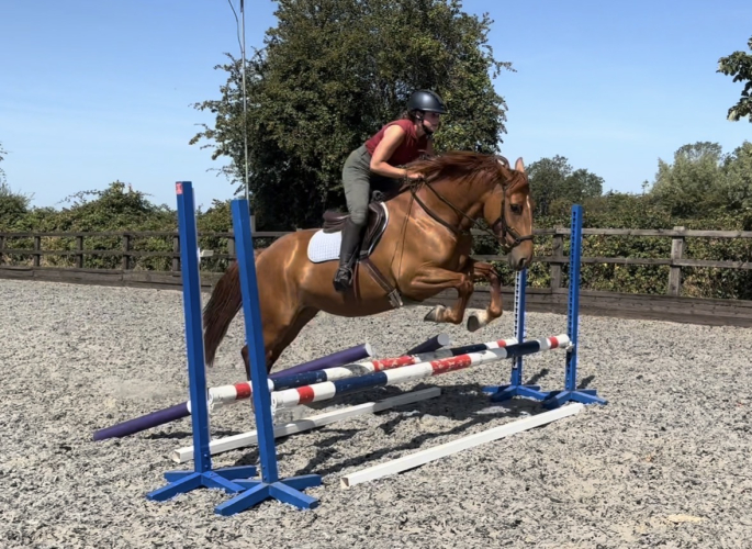 Safe sensible young horse