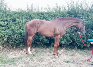 Stunning chestnut ROR
