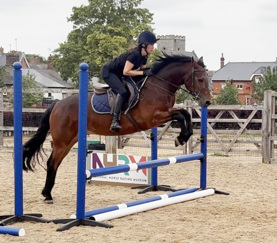 4 year old Connemara gelding