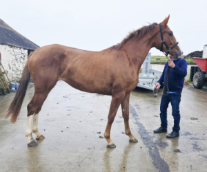 Wido X Puissance X Cruising 3yo