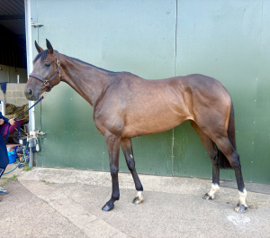 LADY - RoR Eligible