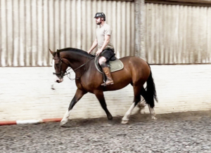 16.2hh maxi cob 