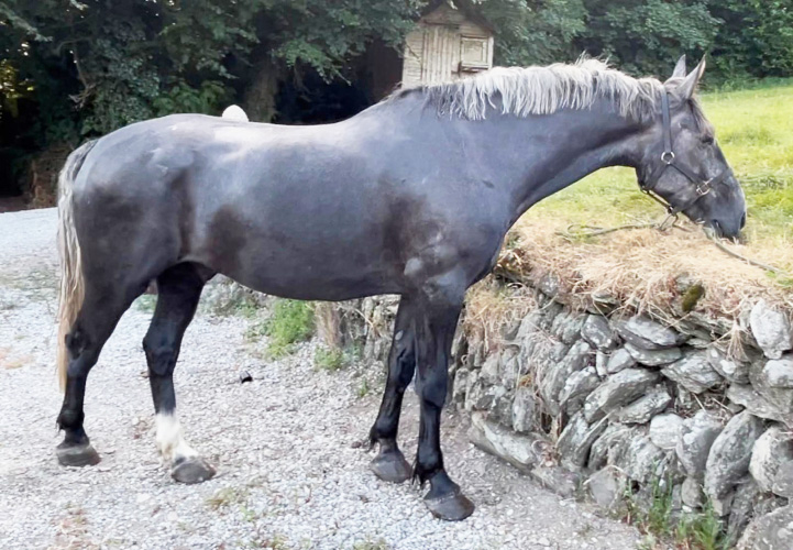 Impressive 16.3h RID gelding