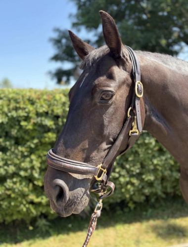 Piccolo | 14.3 | 15 years old | Danish sports pony.