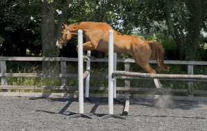 Stunning young horse with bags of potential 