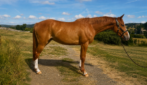 Stunning young horse with bags of potential 