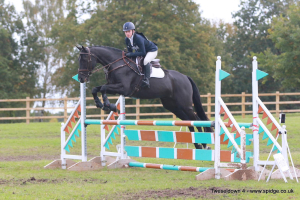 16:2h Sportshorse Gelding Age 13 Looking for Hacking Home