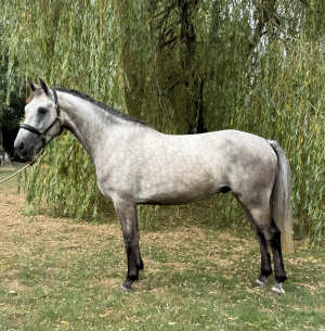 Stunning 15hh Connemara Gelding 