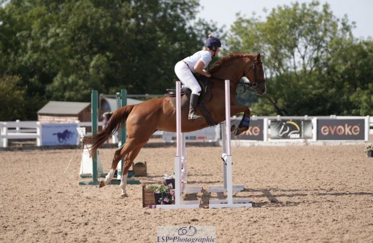 Lovely allrounder looking for new home
