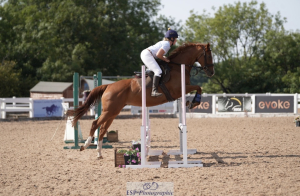  Lovely allrounder looking for new home 