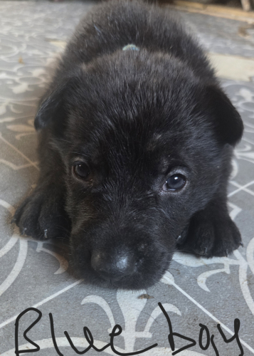 German Shepherd Puppies