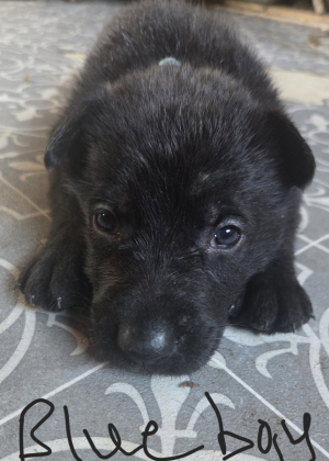 German Shepherd Puppies 